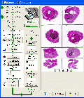 Active Image Processing Component 2.0.2008.110