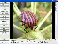 GdViewer Pro ActiveX 4.5.0