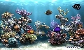SimAQUARIUM